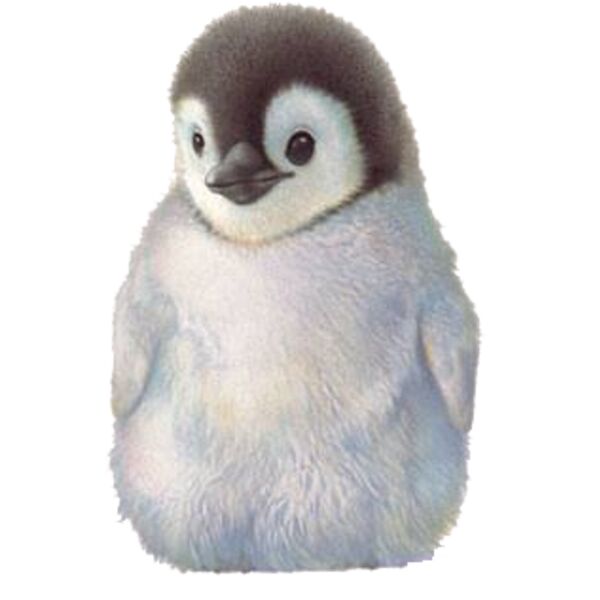 Baby Penguin Thumbnail
