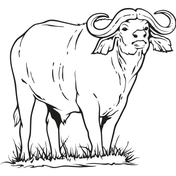 Water Buffalo Thumbnail