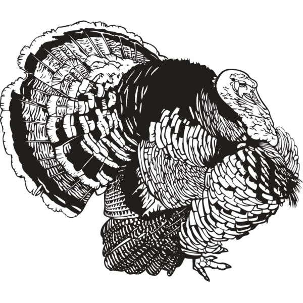 Wild Turkey10 Thumbnail