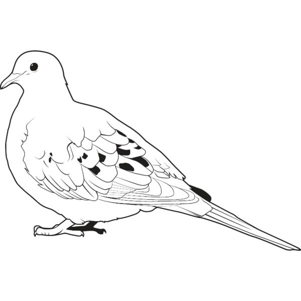 Dove Thumbnail