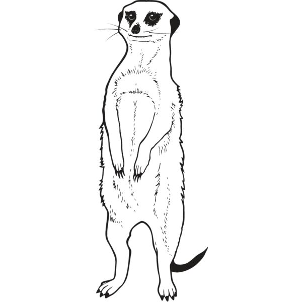 Meerkat Thumbnail