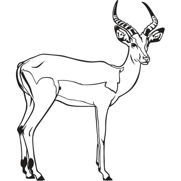 Impala Thumbnail