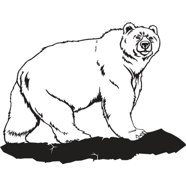 Grizzly Bear Thumbnail