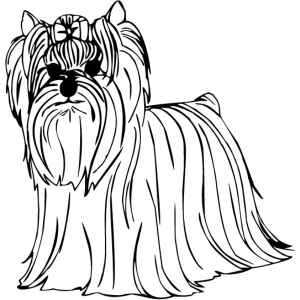 Yorkshire Terrier3 Thumbnail