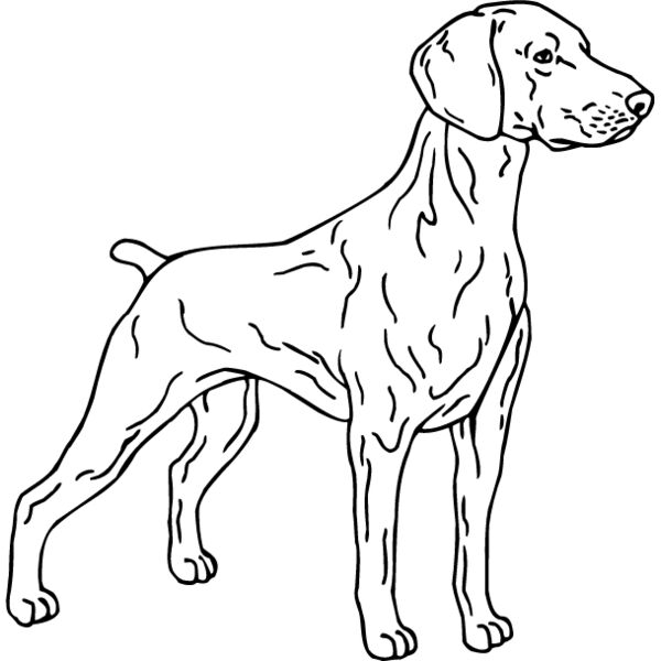 Weimaraner2 Thumbnail