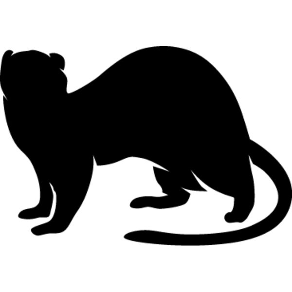 Ferret1 Thumbnail