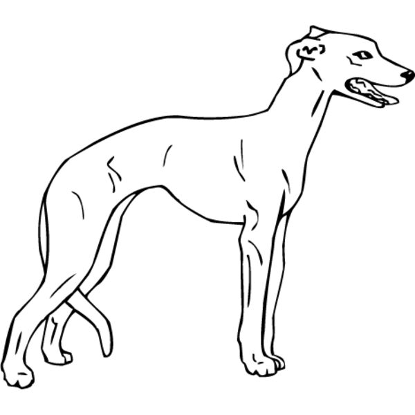 Whippet1 Thumbnail