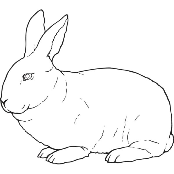 Rabbit3 Thumbnail