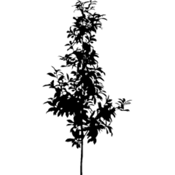 Young Tree4 Thumbnail